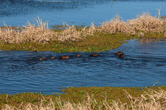 Capivaras nadam na Lagoa Mangueira, no sul do Rio Grande do Sul (foto da internet)